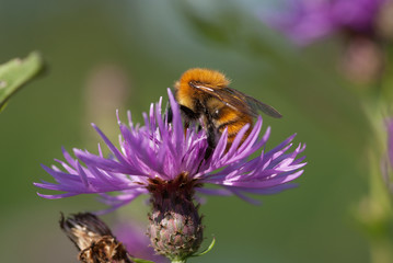 l'ape prende il nettare dal fiore