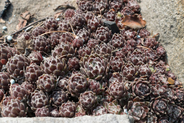 Sempervivum tectorum , houseleeks or liveforever in spring garden