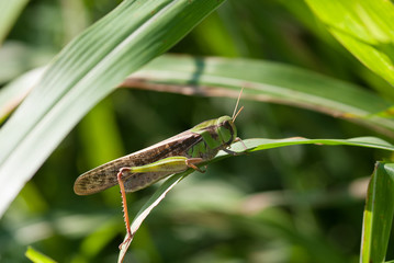 cavalletta nascosta nella vegetazione