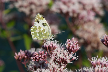 la farfalla prende il nettare dal fiore © coloroby