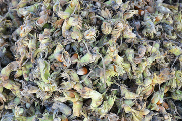 organic and fresh hazelnuts on the background