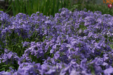 Blue perfume creeping Phlox divaricata or Phlox divaricata flowers