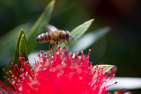 Bee