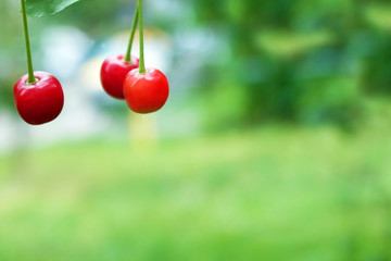cherry on tree with copy space with bokeh