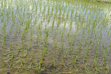 rice growing on a paddy field