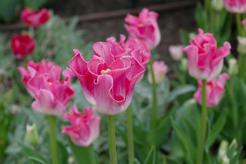 Pink tulip flower or flowering tulipa with bokeh