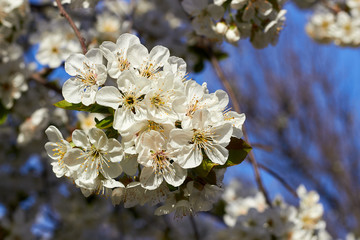 Branch of a blossoming cherry tree with beautiful white flowers against blue sky