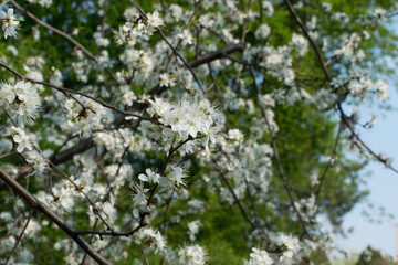 Beautiful Blossom Cherry Tree Flowers and Buds