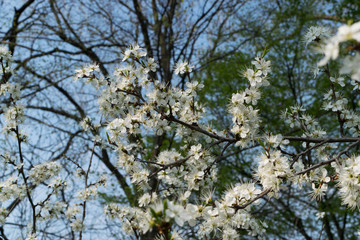 Beautiful Blossom Cherry Tree Flowers and Buds