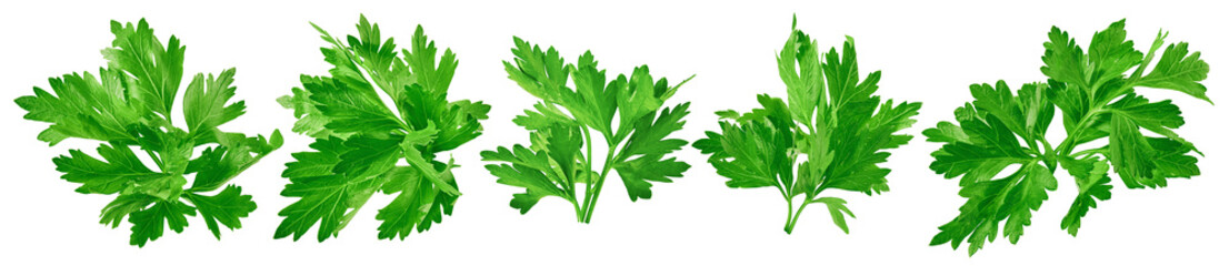 Parsley herb set isolated on white background. Package design element with clipping path