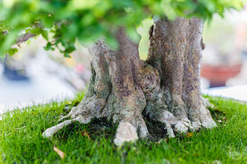 Close up of a knobby trunk of an old Snowrose Bonsai tree