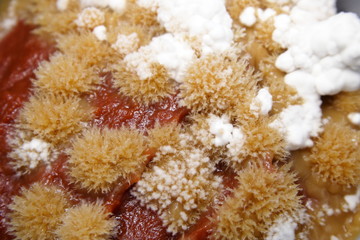 Coral like Fungus Mould growing on tomato paste