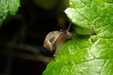 Common Garden Snail on creeping Buttercup weed
