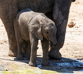 Obraz premium Elephant Calf