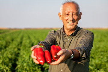 Senior farmer standing in paprika field and showing vegetables in his hands.