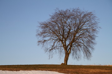 Einsamer Baum