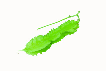 winged bean vegetable on white background clipping path