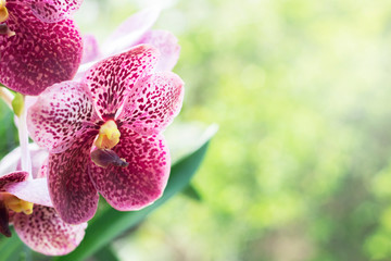 violet pink orchid queen of flower in natural close-up