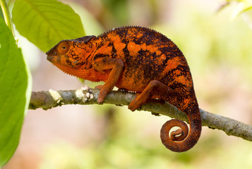 Beautiful camouflaged chameleon in Madagascar