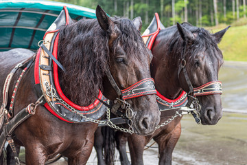 two horses with harness