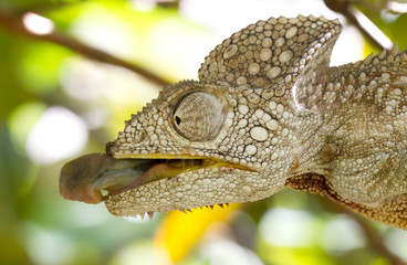Wild warty chameleon (Furcifer verrucosus)