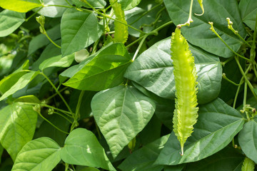 winged bean and green leaf hanging on tree