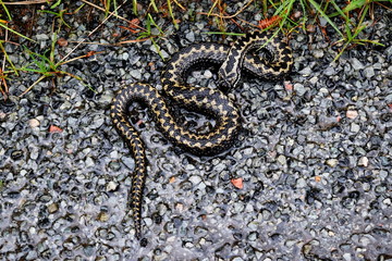 vipera berus