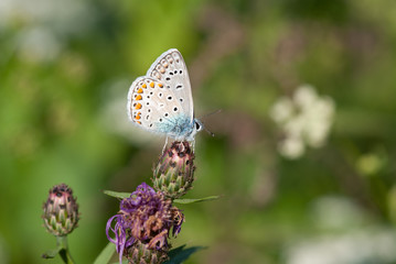la farfalla prende il nettare dal fiore