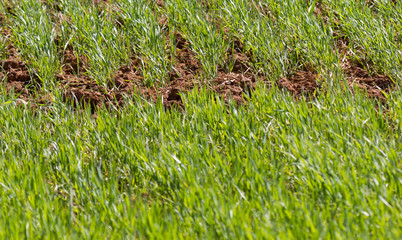 Agricultural fields in Madagascar