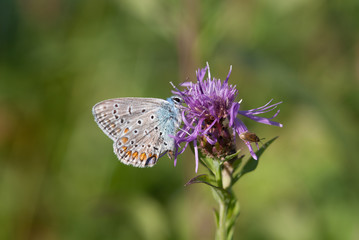 la farfalla prende il nettare dal fiore
