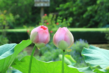 Lotus flower in Ho Tay flower valley, Hanoi Vietnam