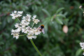 bee on flower