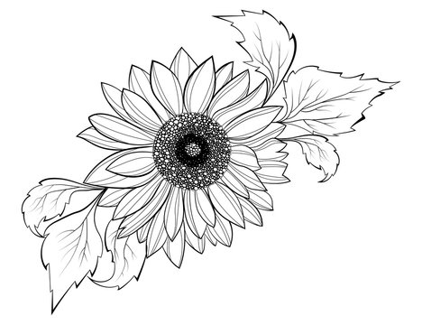Sunflower flower. Black and white illustration of a sunflower. Linear art. Tattoo blooming sunflower.