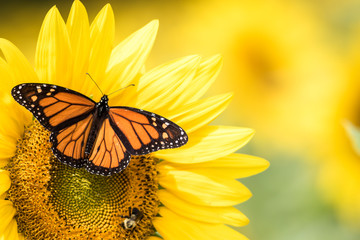 Monarch Butterfly, Danaus Plexippus, on bright yellow sunflowers 