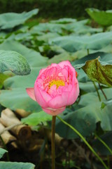 Lotus flower in Ho Tay flower valley, Hanoi Vietnam