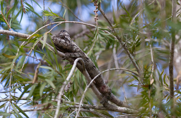 Beautiful camouflaged chameleon in Madagascar