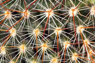 thorn cactus texture background, close-up