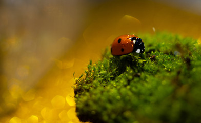 Red ladybug in dewdrops crawling on the grass close-up