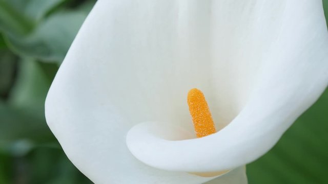 THE COURTYARDS FESTIVAL OF CORDOBA. Calla lily Flower. Patios de C&oacute;rdoba