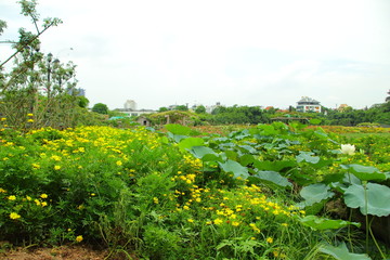 Fototapeta na wymiar Lotus pond in the park
