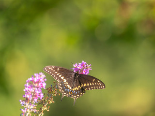 Black swallowtail butterfly in summer