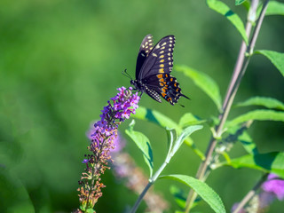 Black swallowtail butterfly in summer