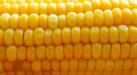 Bright yellow buttered corn cob background. Closeup of shiny boiled maize with kernels. Harvesting object. Summer backdrop for harvest festival banner, restaurant, cafe. Food industry