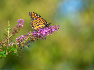 Monarch butterfly,Danaus plexippus