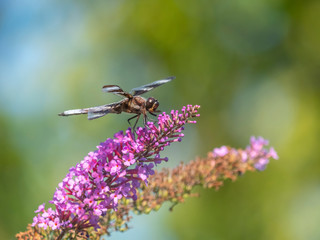 Dragonfly in garden