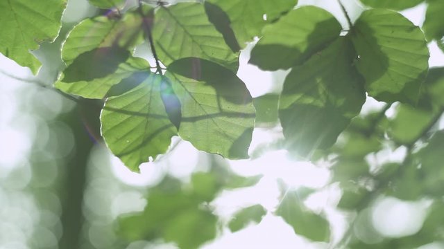 Amazing flare shinning through a green leafs very calm and magical