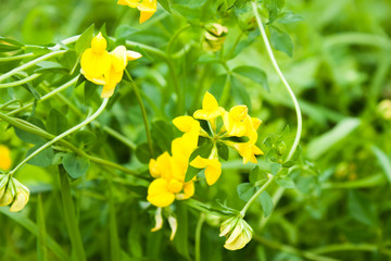 yellow meadow flowers (Lathyrus pratensis ) among green grass, selective focus