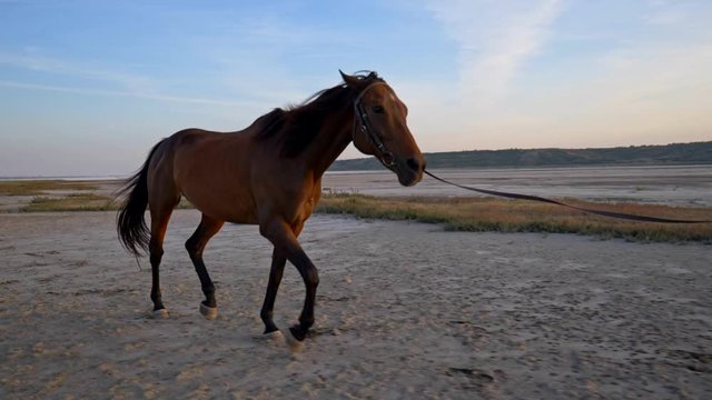 Red horse running on the sand in sunset lights. SLow motion, steadicam shot