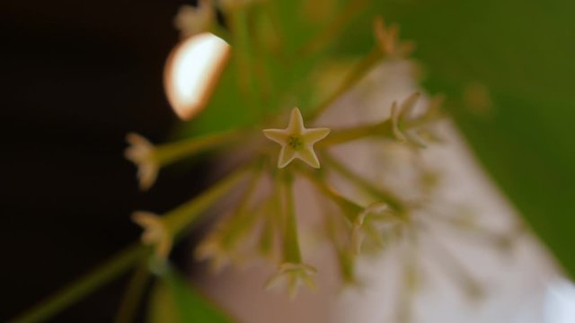 THE COURTYARDS FESTIVAL OF CORDOBA. Night blooming jessamine Cestrum nocturnum Flower. Patios de C&oacute;rdoba. Dama de noche, Gal&aacute;n de noche o Zorrillo