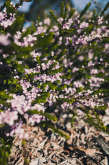 flowers in the garden
